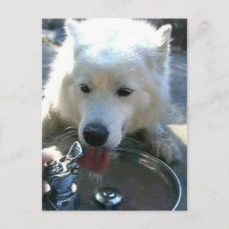 Pretty Sweet White Samoyed Dog Postcard