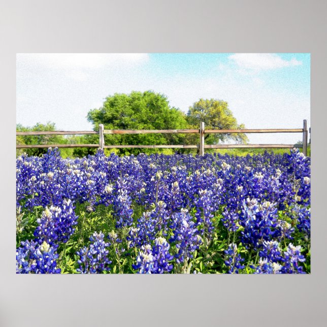 Pretty Texas Bluebonnet Flowers Hill Country Art  Poster (Front)