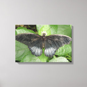 Pretty Tropical Butterfly and Flowers Canvas Print
