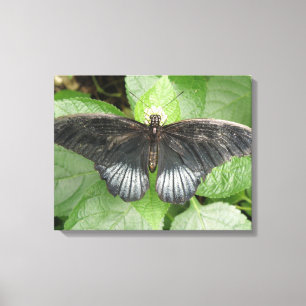 Pretty Tropical Butterfly and Flowers Canvas Print