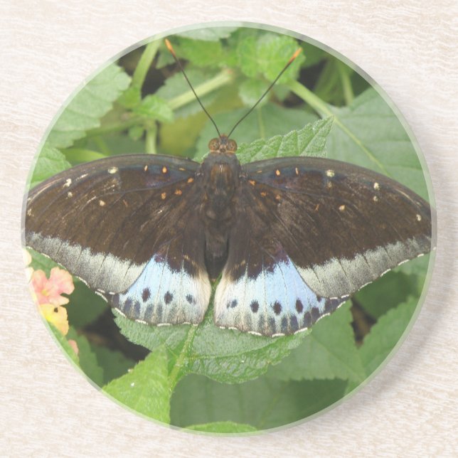 Pretty Tropical Butterfly Coasters (Front)