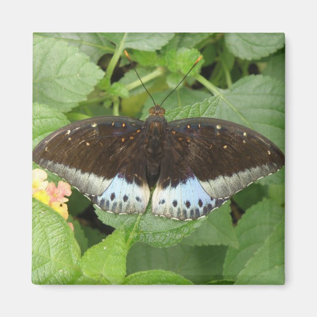 Pretty Tropical Butterfly Magnet (Front)