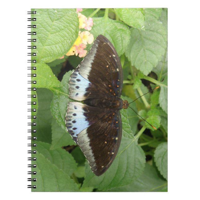 Pretty Tropical Butterfly Notebook (Front)