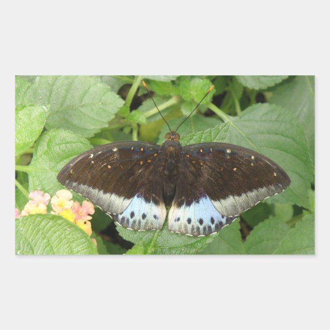 Pretty Tropical Butterfly Stickers (Front)
