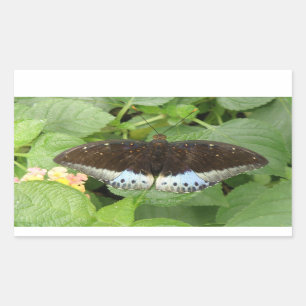 Pretty Tropical Butterfly Stickers