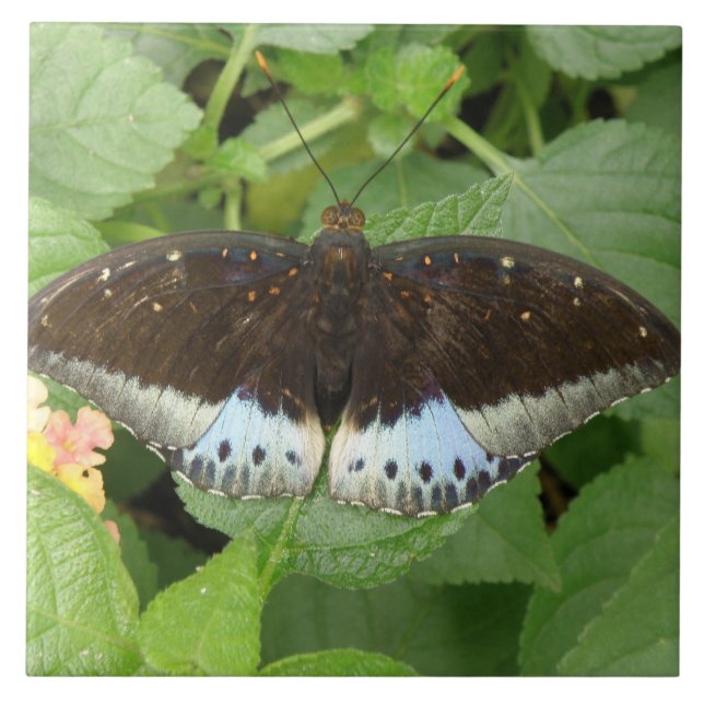Pretty Tropical Butterfly Tile (Front)