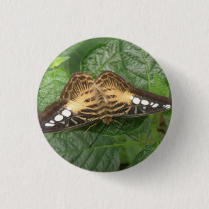 Pretty Tropical Clipper Butterfly Button