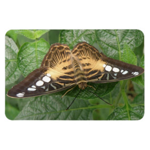 Pretty Tropical Clipper Butterfly Premium Magnet