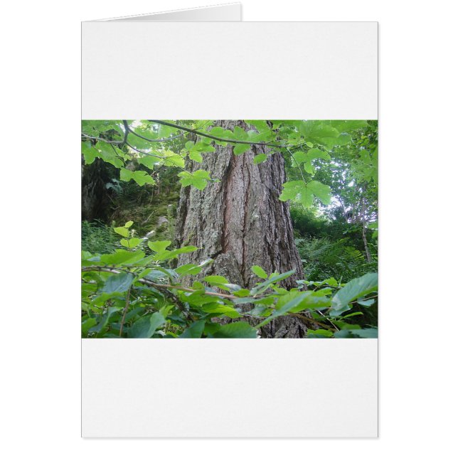 Pretty trunk (Front)