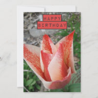 Pretty Tulip Floral Birthday Card