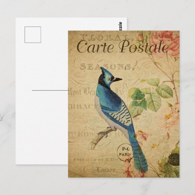 Pretty Vintage Blue Jay Postcard (Front/Back)