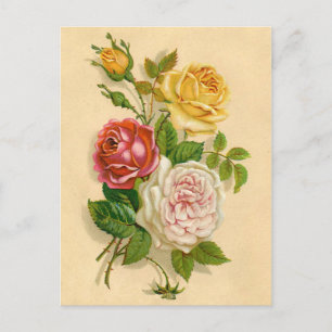 Pretty Vintage Rose Illustration Postcard