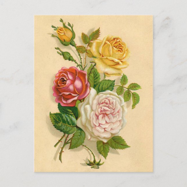 Pretty Vintage Rose Illustration Postcard (Front)
