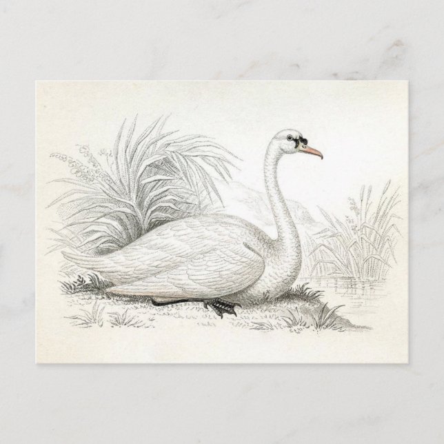 Pretty Vintage Swan Illustration Postcard (Front)