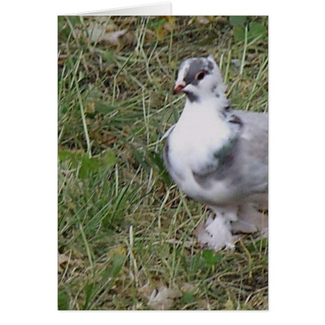 Pretty White and Grey Fancy Feather Footed Pigeon (Front)