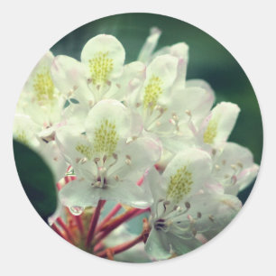 Pretty White Azalea Flower  Classic Round Sticker