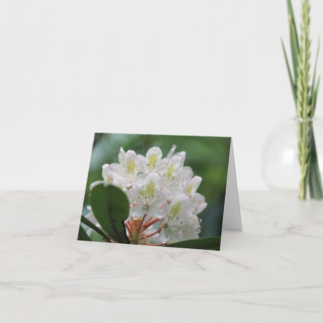 Pretty White Azalea Flower Photography Note Card (Front)