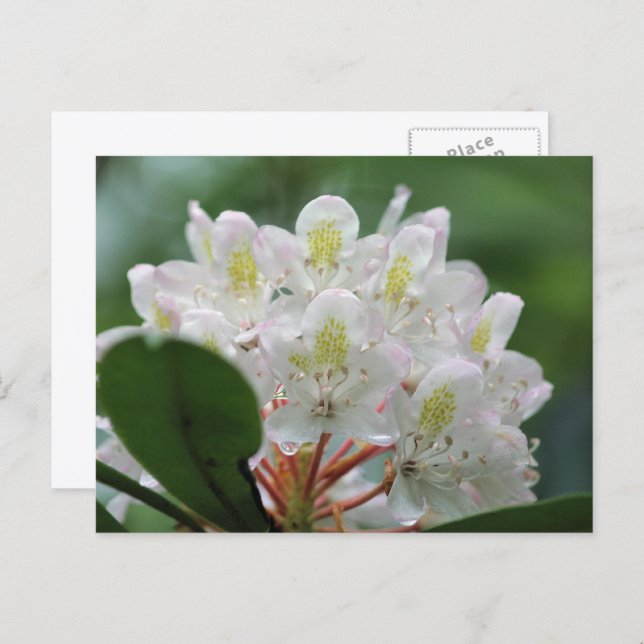 Pretty White Azalea Flower Photography  Postcard (Front/Back)