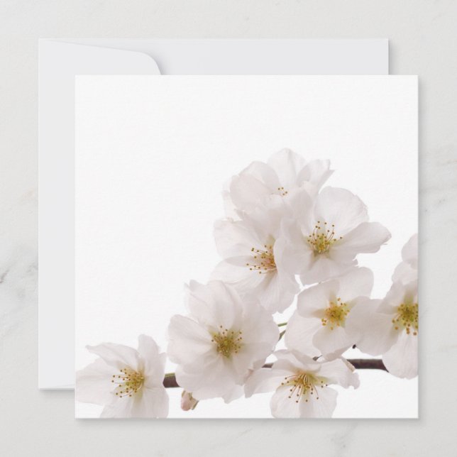 Pretty White Cherry Blossoms (Front)