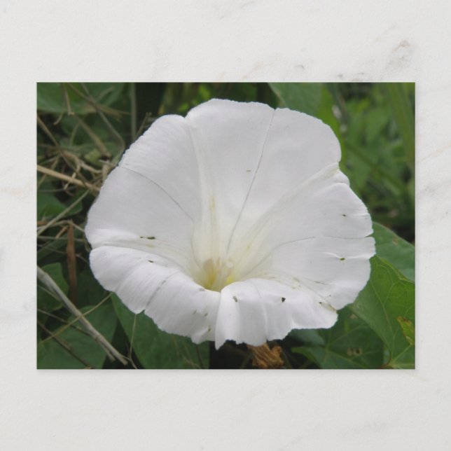 Pretty White Convolvulus Flower Flower Postcard (Front)