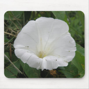 Pretty White Convolvulus Flower Mousepad