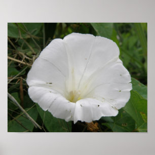 Pretty White Convolvulus Flower Poster