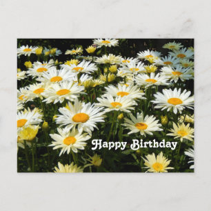 Pretty White Daisies Garden Floral Photo Birthday Postcard