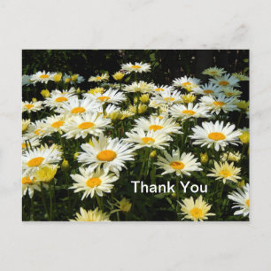 Pretty White Daisies Garden Floral Photo Thank You Postcard
