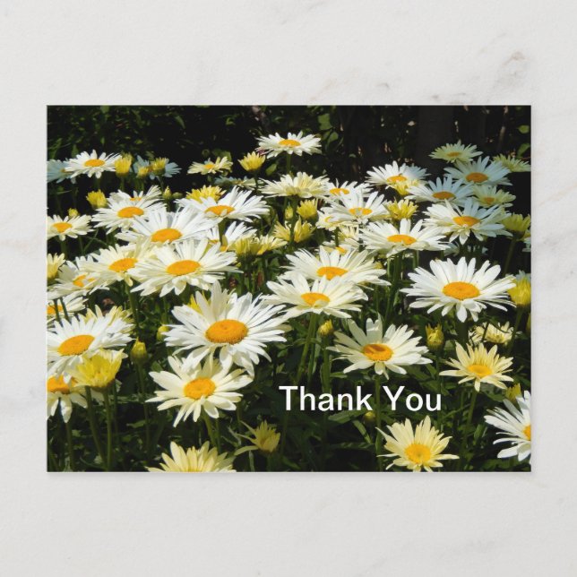 Pretty White Daisies Garden Floral Photo Thank You Postcard (Front)