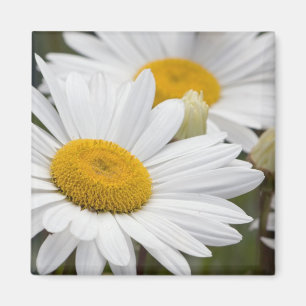 Pretty White Daisies Magnet