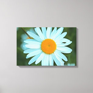 pretty white daisy flowers picture. canvas print