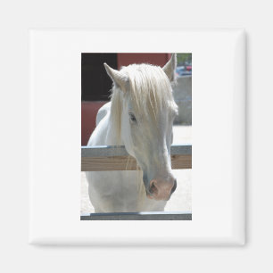 Pretty White Horse Magnet