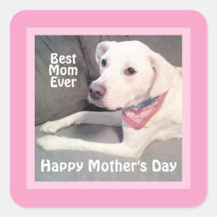 Pretty White Labrador Retriever Mix Dog Pink Mum S Square Sticker