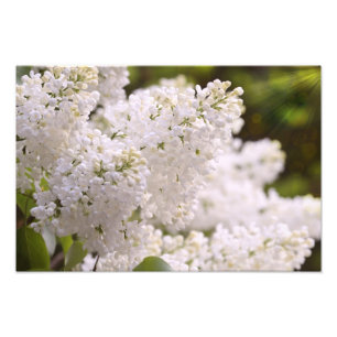 Pretty White Lilacs Photo