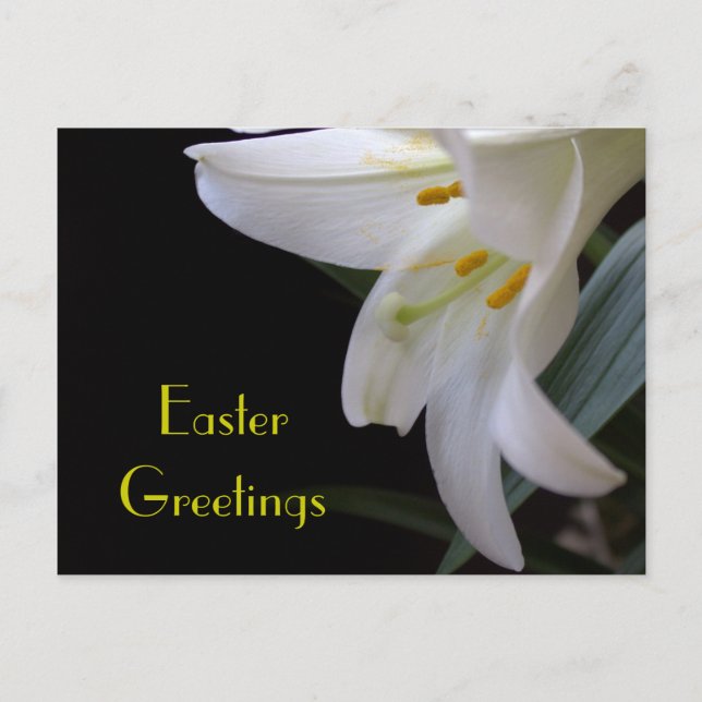 Pretty white lily flower Easter greetings Holiday Postcard (Front)