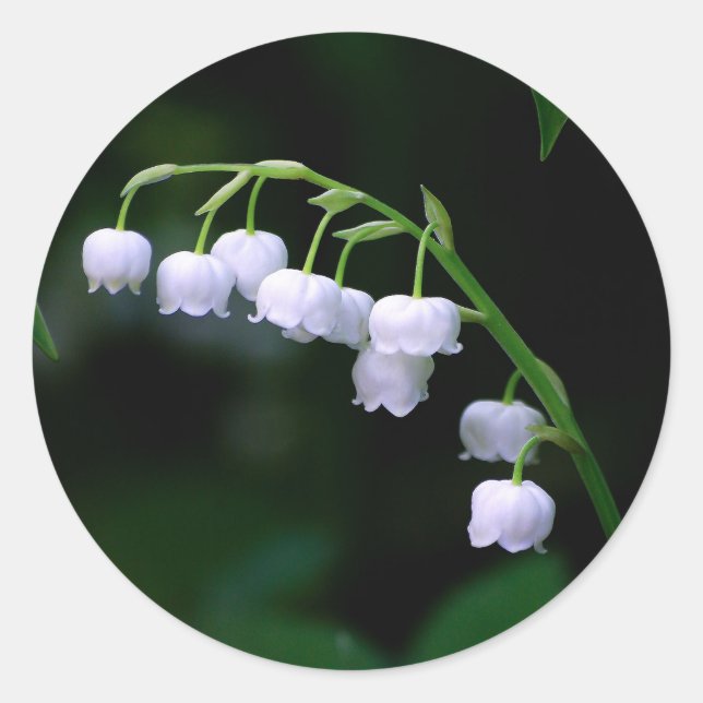 Pretty White Lily of the Valley Floral Photo Classic Round Sticker (Front)
