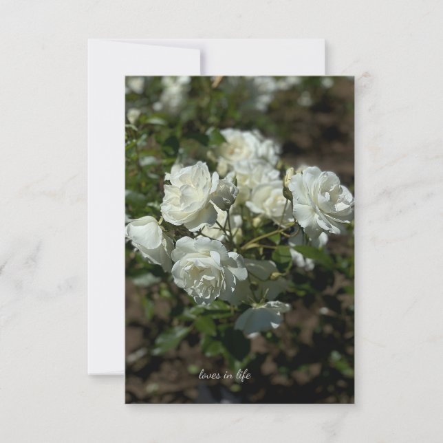 Pretty White Roses  Card (Front)