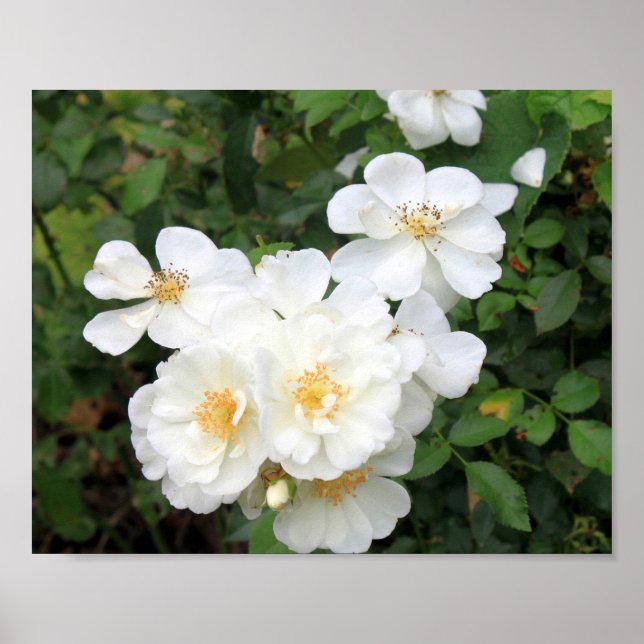 Pretty White Roses Floral Photo Poster (Front)