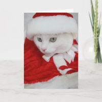Pretty White Santa Kitty