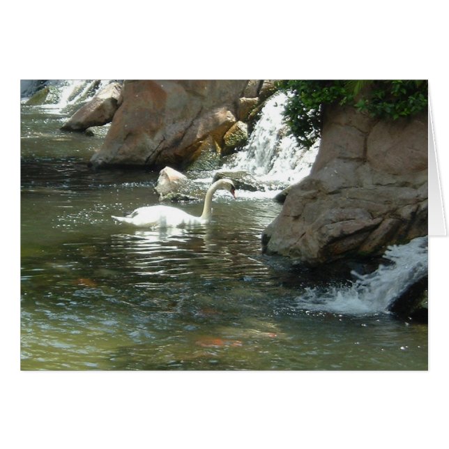 Pretty White Swan (Front Horizontal)