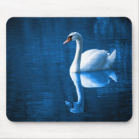 Pretty white swan floating on a blue lake