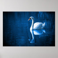 Pretty white swan floating on a blue lake