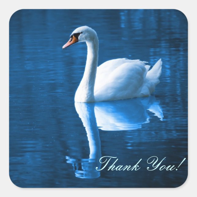 Pretty white swan floating on a blue lake square sticker (Front)
