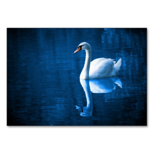 Pretty white swan floating on a blue lake table number