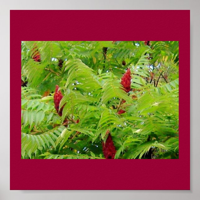 Pretty Wild Nature Poster (Front)