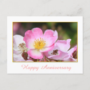 pretty wild pink rose flower happy anniversary postcard