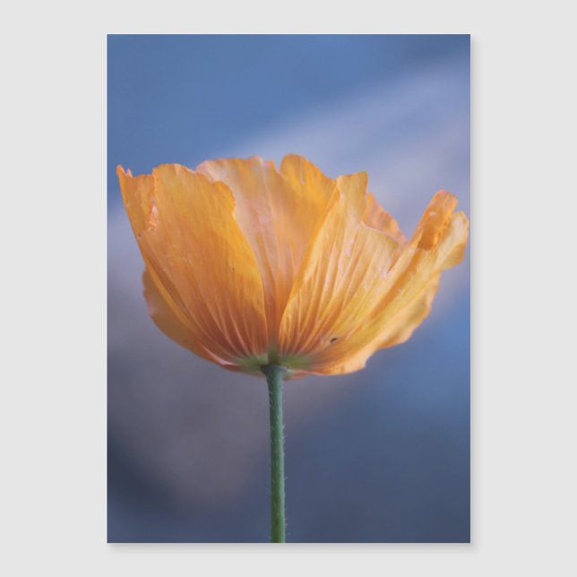 pretty wild yellow poppy flower in blue. (Front)