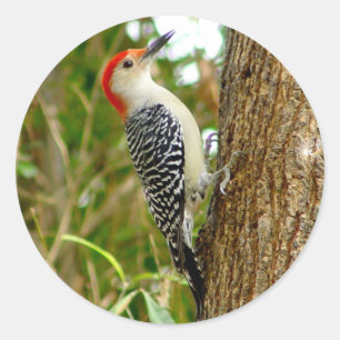 Pretty Woodpecker Bird Stickers