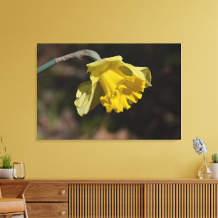 Pretty Yellow Daffodil Flower 36.00" x 24.00" Canvas Print