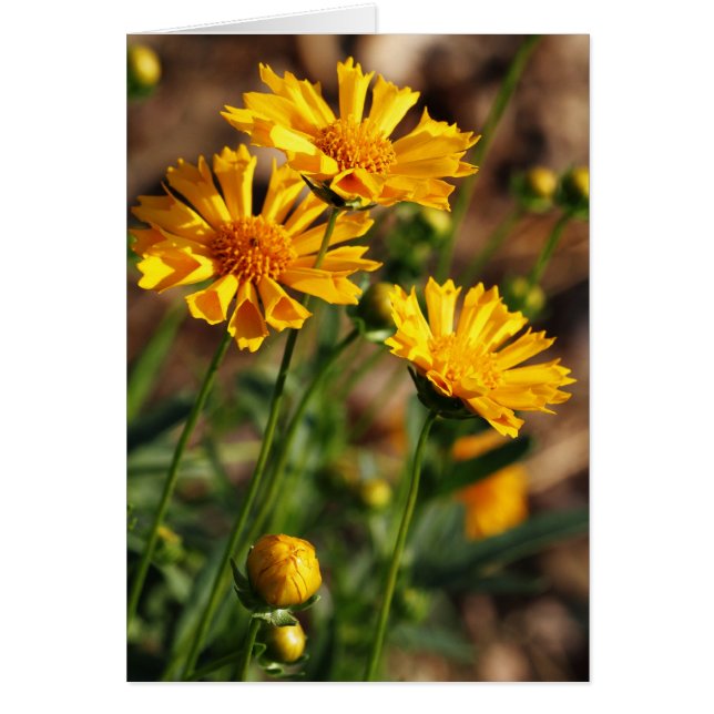 Pretty Yellow Flowers (Front)
